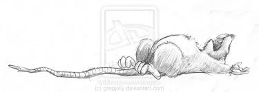 dead rat.jpg
